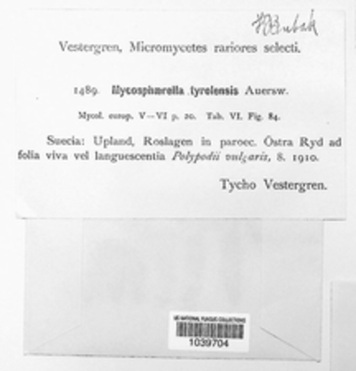 Mycosphaerella tirolensis image